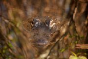 2010-10-18 Everglades and Big Cypress